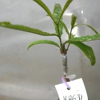 KRG-15 grafted macadamia seedling from Kirinyaga Kenya — early bearing highland variety