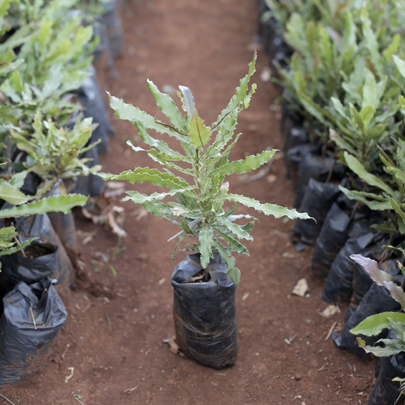 MRG-20 grafted macadamia seedling from Muranga Kenya — large kernel commercial variety