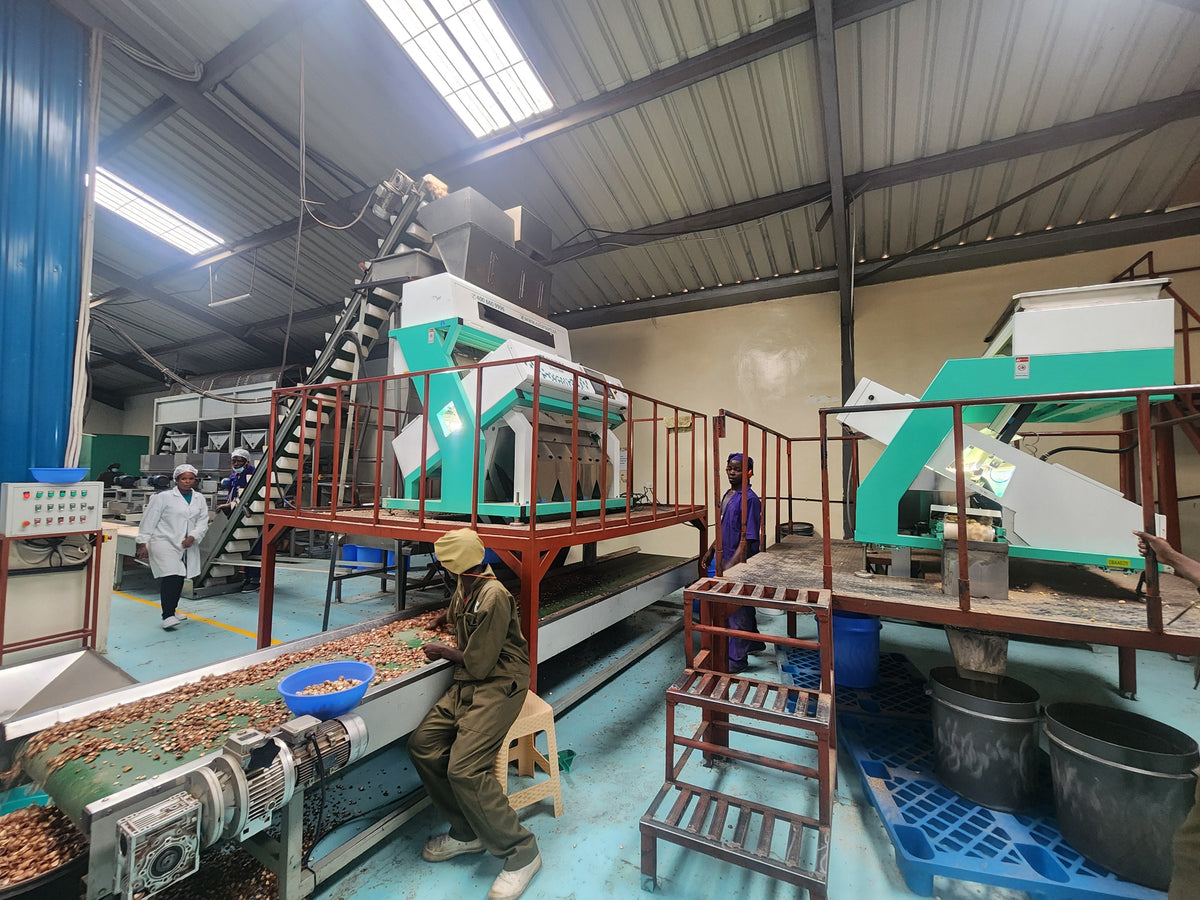 Inside Orient's FSSC 22000 Certified Macadamia Facility in Juja, Kenya