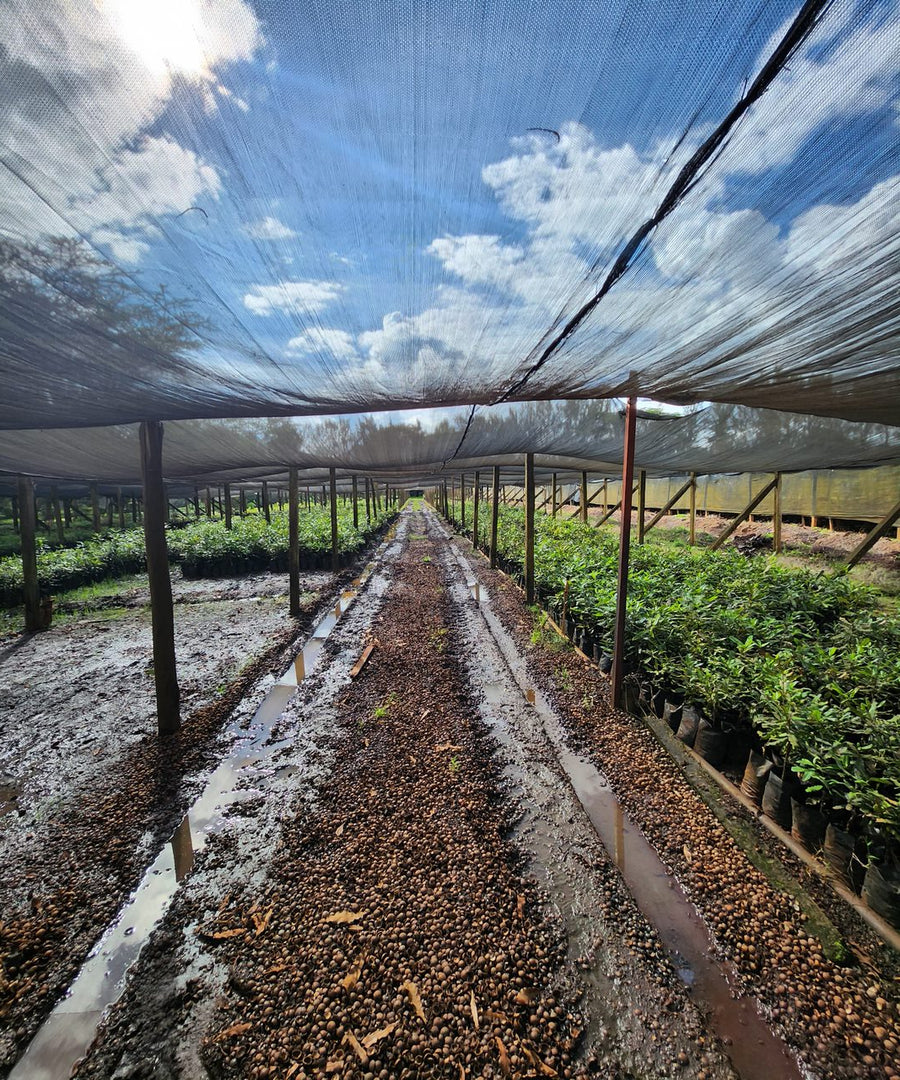 Invest in Kenya's Green Future