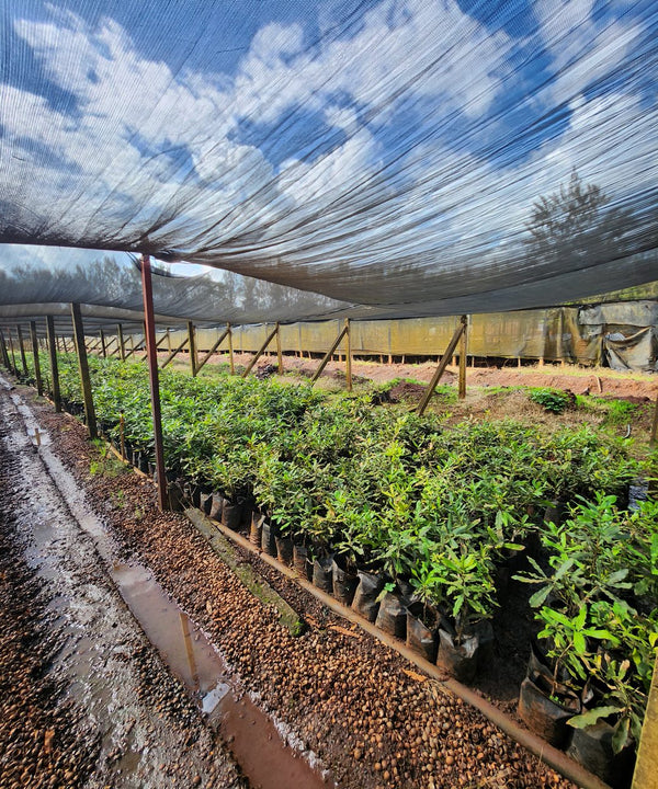 Orient Enterprises macadamia seedlings at Juja nursery — ready to plant