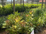 EMB-1 grafted macadamia seedling from Embu Kenya — drought-tolerant highland variety